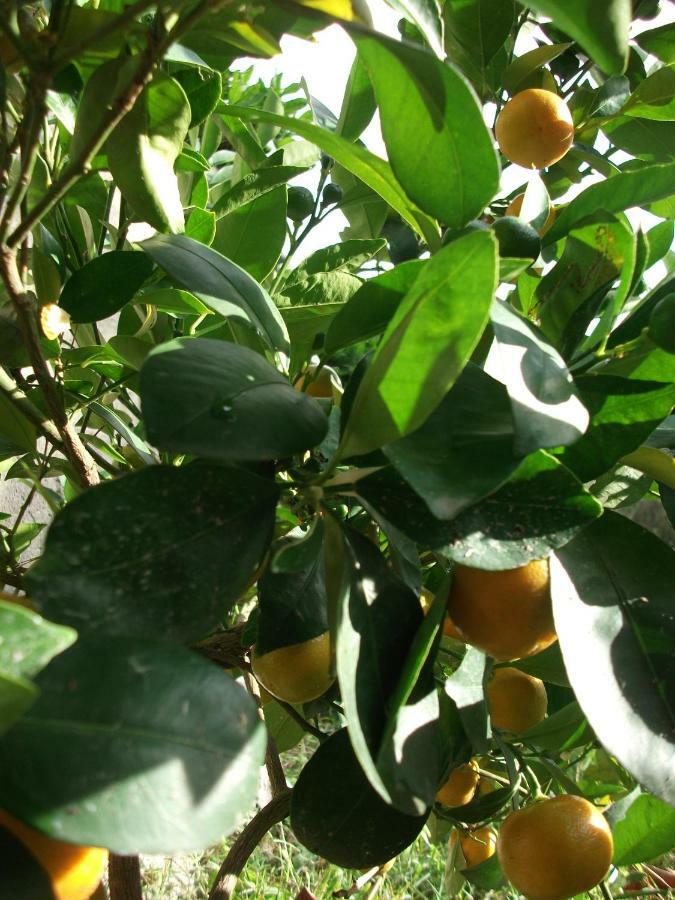 Poggio Del Conero别墅 外观 照片